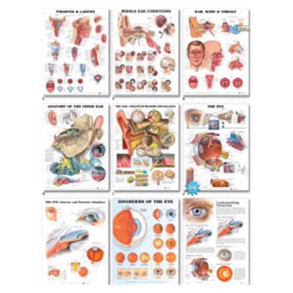 Chart Educational Heart Disease Spanish 20x26\